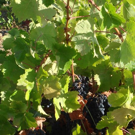 Herdade Das Rosadas Mourão Kültér fotó
